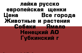 лайка русско-европейская (щенки) › Цена ­ 5 000 - Все города Животные и растения » Собаки   . Ямало-Ненецкий АО,Губкинский г.